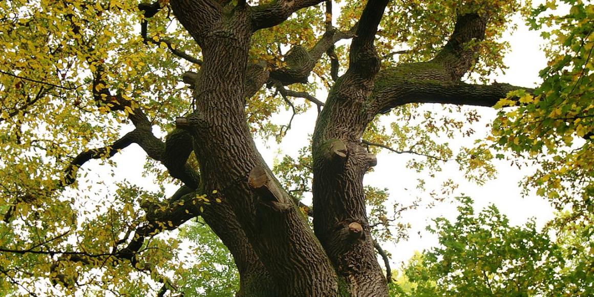 Naturpark-Kenntnis und Freigabe 