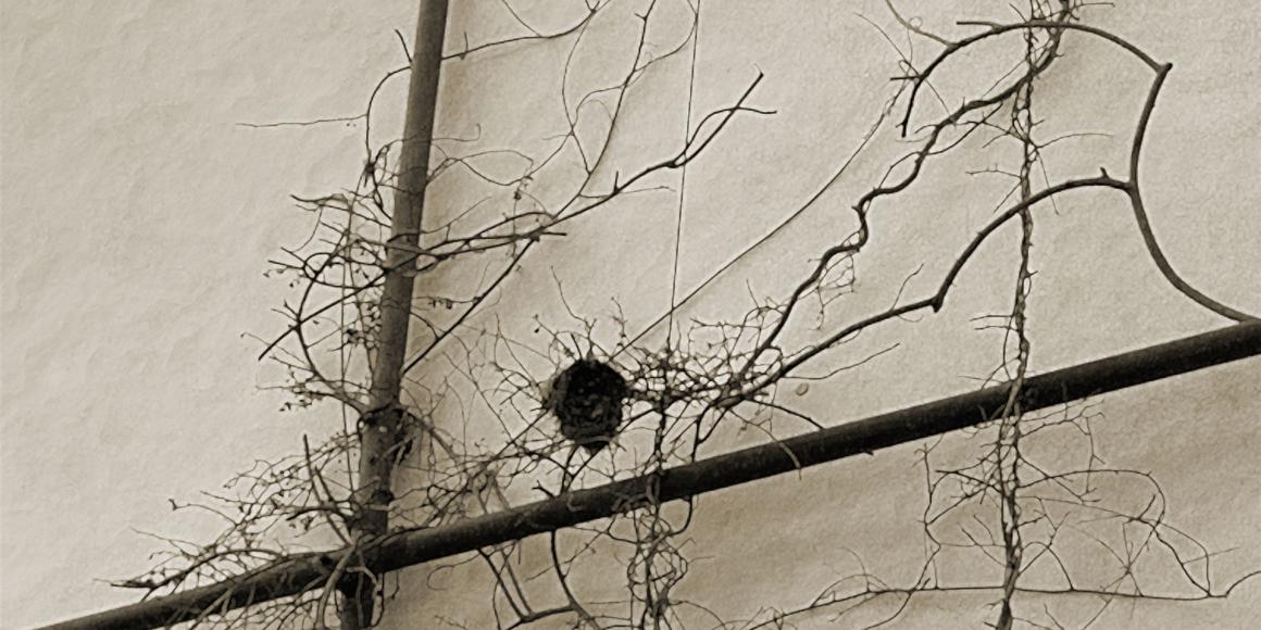 die aktuelle Baumschutz-Satzung